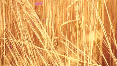 Bauer Biologischer Weizenfeldanbau Reife Ähren goldenen Weizens bei Sonnenuntergang Ernte auf fruchtbaren