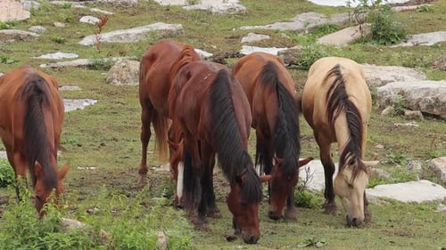 Horses Grazing on a Green Meadow in Daytime