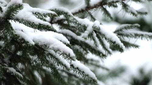 Heavy snowfall in spruce forest in winter, snow-covered spruce branches