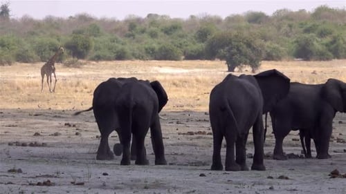 Elephants Gather in the Plains, Giraffe in Distance