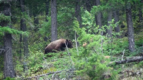 A bear walking in the woods through the trees