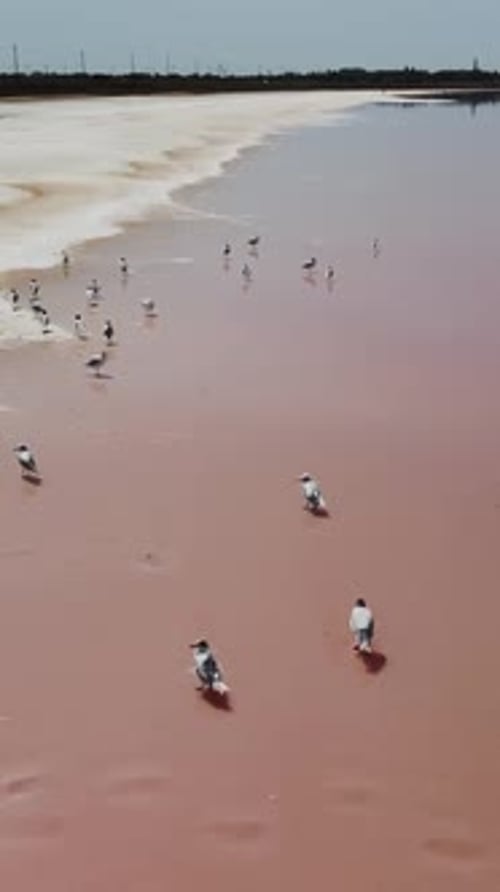 Seagulls at Pink Salt Lake Dunaliella Salina Impart a Red Pink Water in Mineral Lake with Dry