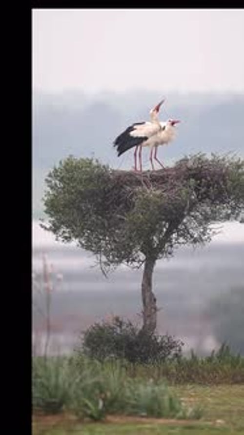 view of white storks in their nests