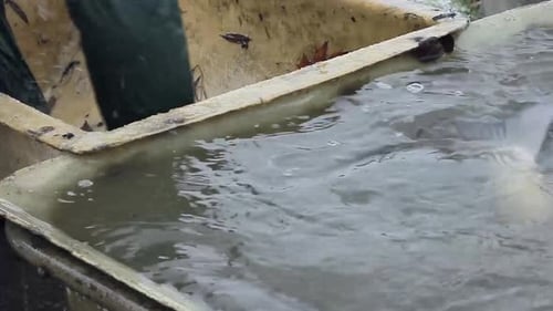 Fischer sortiert Fische mit einem Netz, das gerade mit Menschen im Meer gefangen wurde — Stock-Bildmaterial Stock v