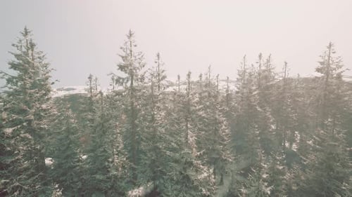 Flight Through a Snowy Forest Winter Landscape