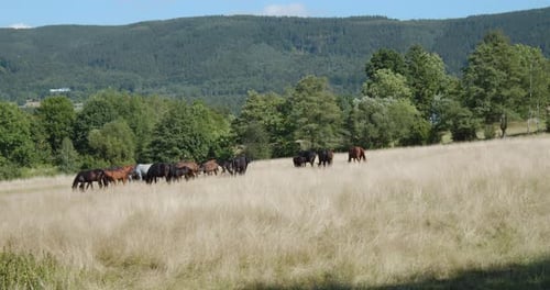 Group of horses grazing in a sunny countryside field, Summer Landscape