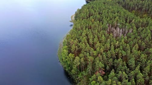 Top down aerial view from drone to large lake coast in rural pine tree forest