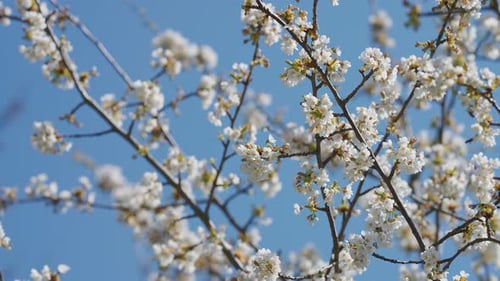 Delicate flowers of the cherry tree in full bloom against the blue sky. Bees fly around. Close-up pa