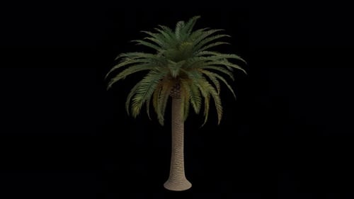 Canary Island Date Palm Tree blowing in the wind. Alpha Channel. Loop Animation
