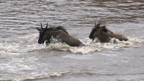 Blue Wildebeest (Connochaetes taurinus) crossing the Mara river, Serengeti N.P. Tanzania
