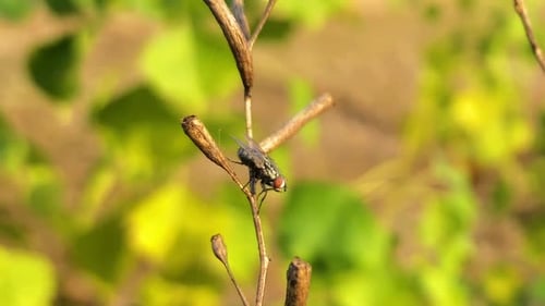 A macro shot of a fly on a herb branch swaying in the wind.