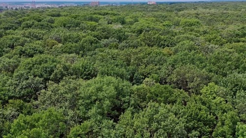 Vue du dessus depuis le Drone vers la forêt. Photographie aérienne de haut en bas d'un arbre dans une forêt