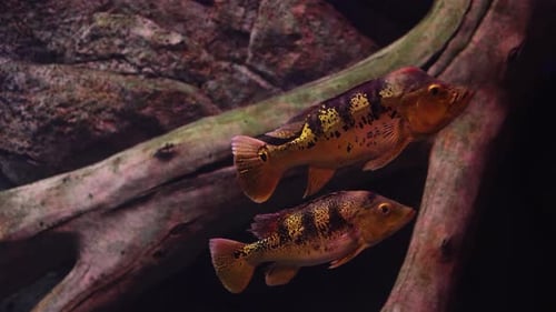 Aquarium has a lot of beautiful tropical fish