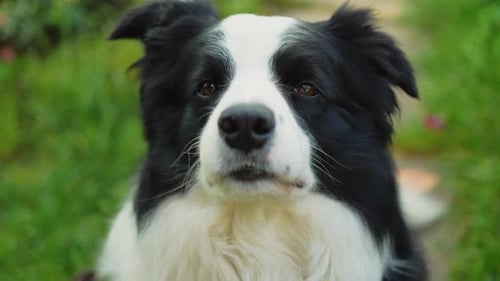Outdoor Portrait of Cute Smiling Puppy Border Collie Sitting on Park Background Little Dog with