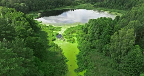 Green river, swamps and forest in summer, aerial view