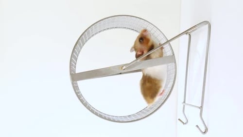 Hamster Running in Exercise Wheel Indoors