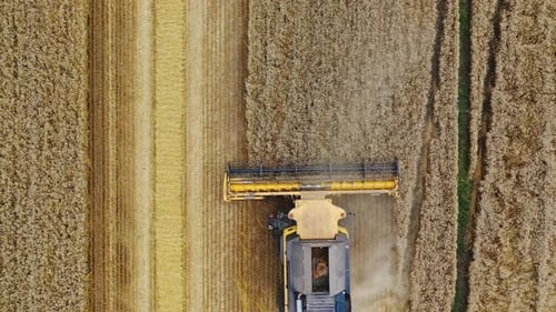 Combine harvesting golden wheat. Top view of combine harvester working on the large wheat field