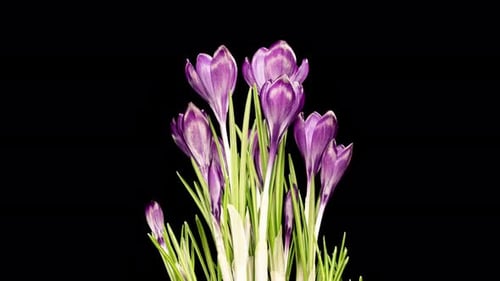 Violette Blumen, Krokusse, die im Zeitraffer blühen und verwelken, auf schwarzem Hintergrund. Rotierend