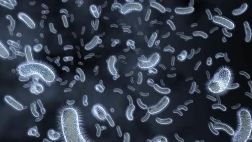 Animated Bacteria and Microorganisms Flowing Loop Science Background