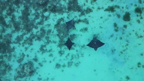 Luftbild eines Mantarochens im offenen Wasser auf der Insel Mauritius.