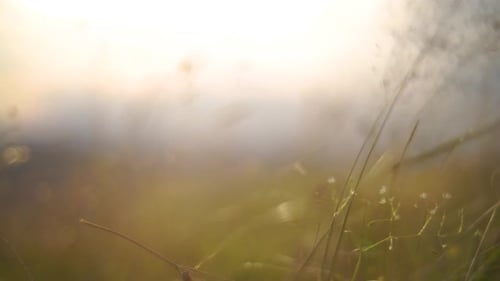 Close Up of Grass Field Flowers at Sunset Light. Nature Background. Macro Slow Motion