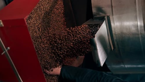 Vertical Video Close Up Coffee Roasting Factory Worker Stands Near the Roasting Machine Pouring