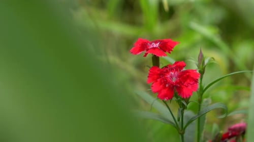 Wunderschöne rote Blumen, umgeben von üppigem Grün. Perfekt für Projekte zum Thema Natur
.