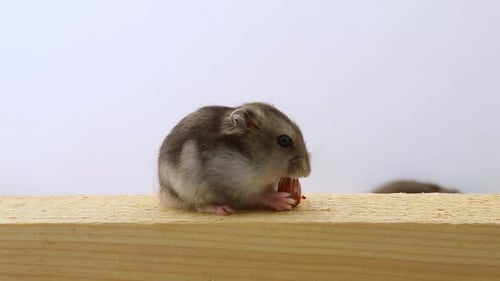 Adorable Hamster Eating Treat on Wooden Surface