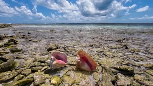 Deux conques BOTUTOS sur la plage pendant que l'eau et les nuages passent, île tropicale de Los Roques