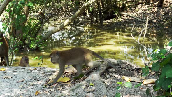 wild monkey eating peanut at forest, Nature Stock Footage ft. monkey ...