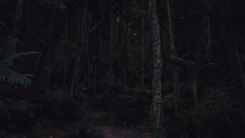 Strolling Along Narrow Path Overshadowed By Trees Into Mysterious Night