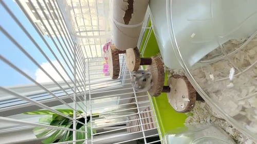 Gray Hamster Climbing Ladder Inside Wire Cage