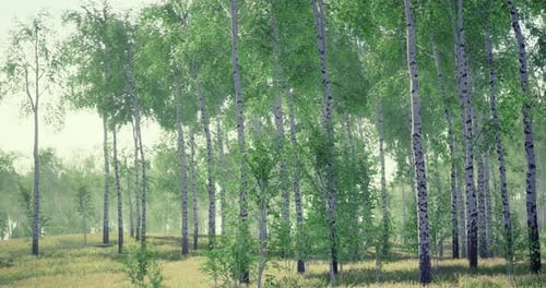 Lush Green Birch Trees in a Serene Forest Landscape During Early Morning