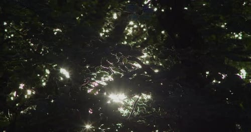 Un soleil éclatant à travers les feuilles