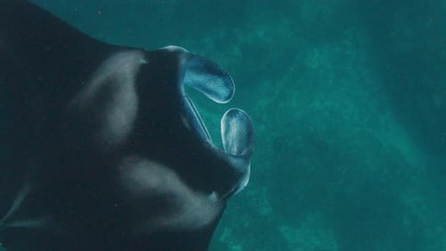 The Giant Oceanic Manta Ray Giant Manta Ray or Oceanic Manta Ray Mobula Birostris Swims in the Ocean