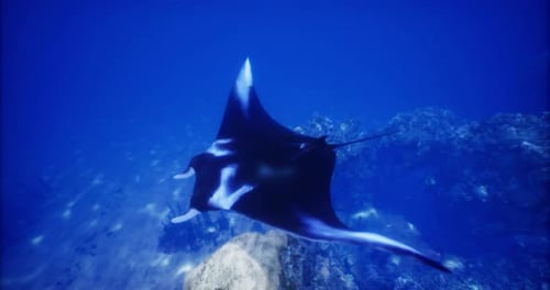 Majestic Manta Ray Gracefully Gliding Through Clear Ocean Waters