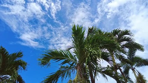 Calm palm trees against bright blue skies with fluffy white clouds