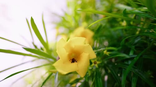 Bee inside of a bright yellow flower