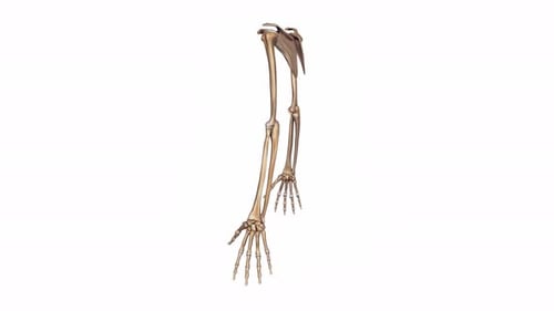 3D Animation of Human Arm Skeleton Bones Rotating