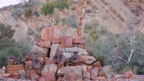 Photo prise d'une famille wallaby sur des rochers, un wallaby à queue annelée sautant et cherchant de la nourriture