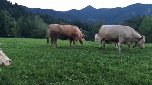 A group of cows eating grass on a green field in a time of sunset.