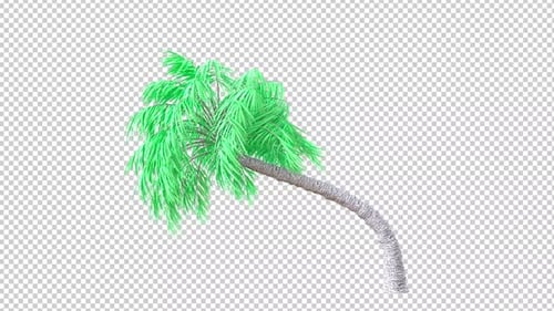 Transparenter Hintergrund mit lockiger Palme