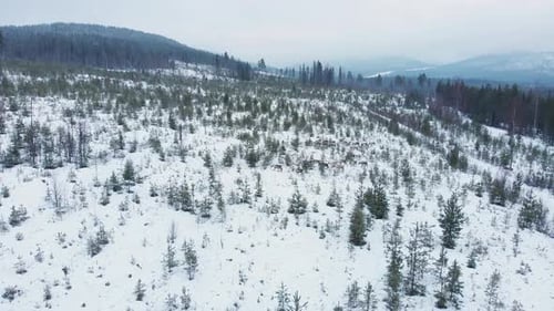Top view of small group of Nordic Reindeer lost amidst Snowy Landscape - Aerial static shot
