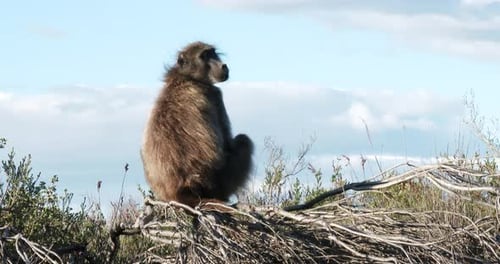 A baboon views it's surroundings from a vantage point in a nature reserve