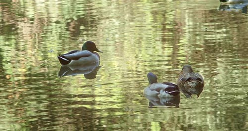 Female Mallard Ducks Swimming In The Pond With Diffuse Reflections Of Nature. - close up, static
