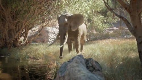 Wild Elephant Walking Through Sunlit Forest & Wildlife Nature Scene Zoom Out camera shot