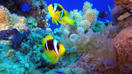 Underwater Sea Clownfish