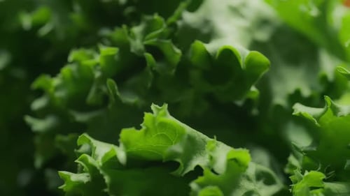 Close up of green lettuce. Nutrition and healthy diet concept. Slow motion