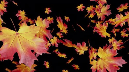 Realistic Autumn Maple Leaves Falling Loop Overlay