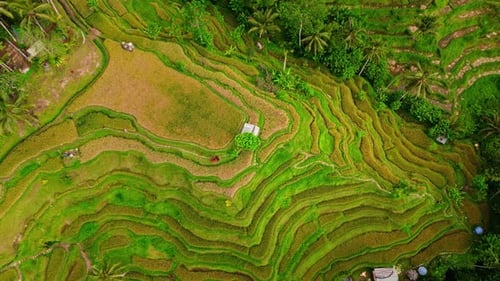Aerial View of Tropical Rice Terraces in Bali